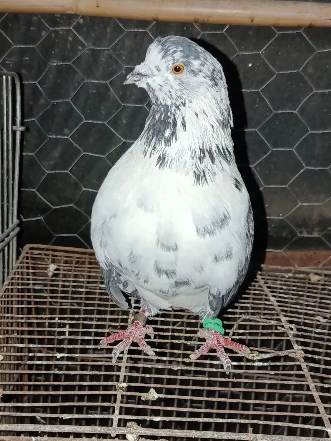 کفتر پرشی سوسک|پرنده|فاضل آباد, |دیوار