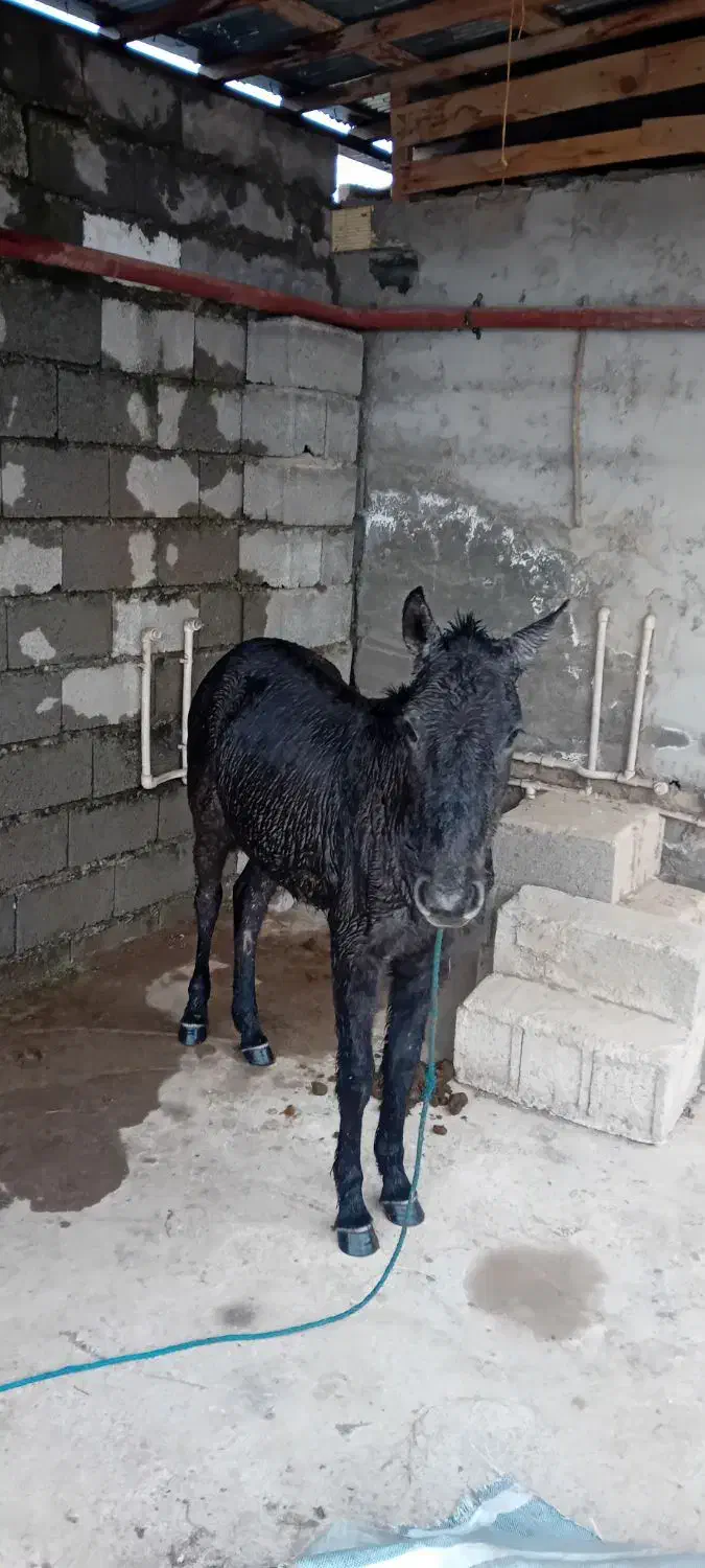 اسب مادیان|اسب و تجهیزات اسبسواری|کیاشهر, |دیوار