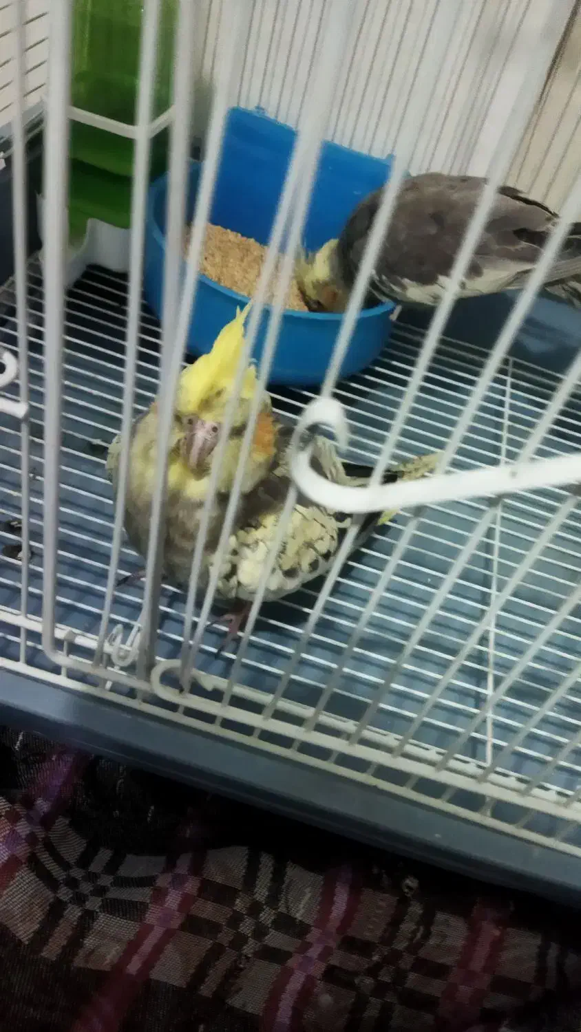 طوطی عروس|پرنده|قزوین, |دیوار