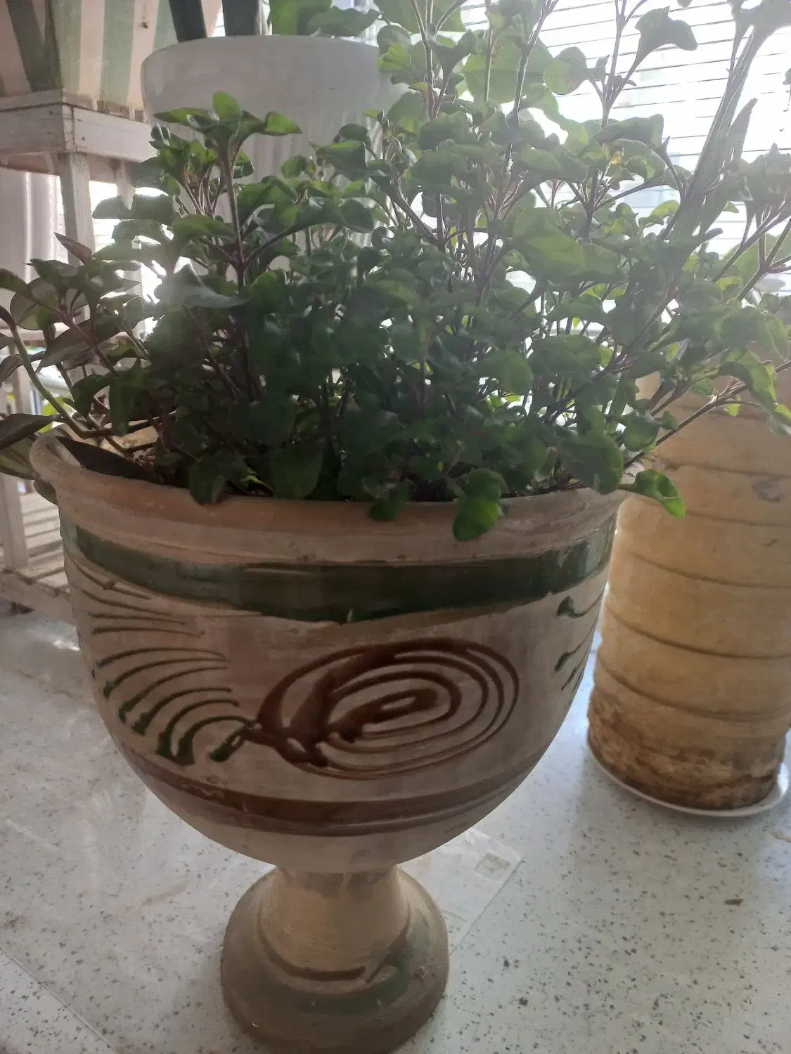 گل طبیعی رویا|گل و گیاه طبیعی|مشهد, زمانه|دیوار