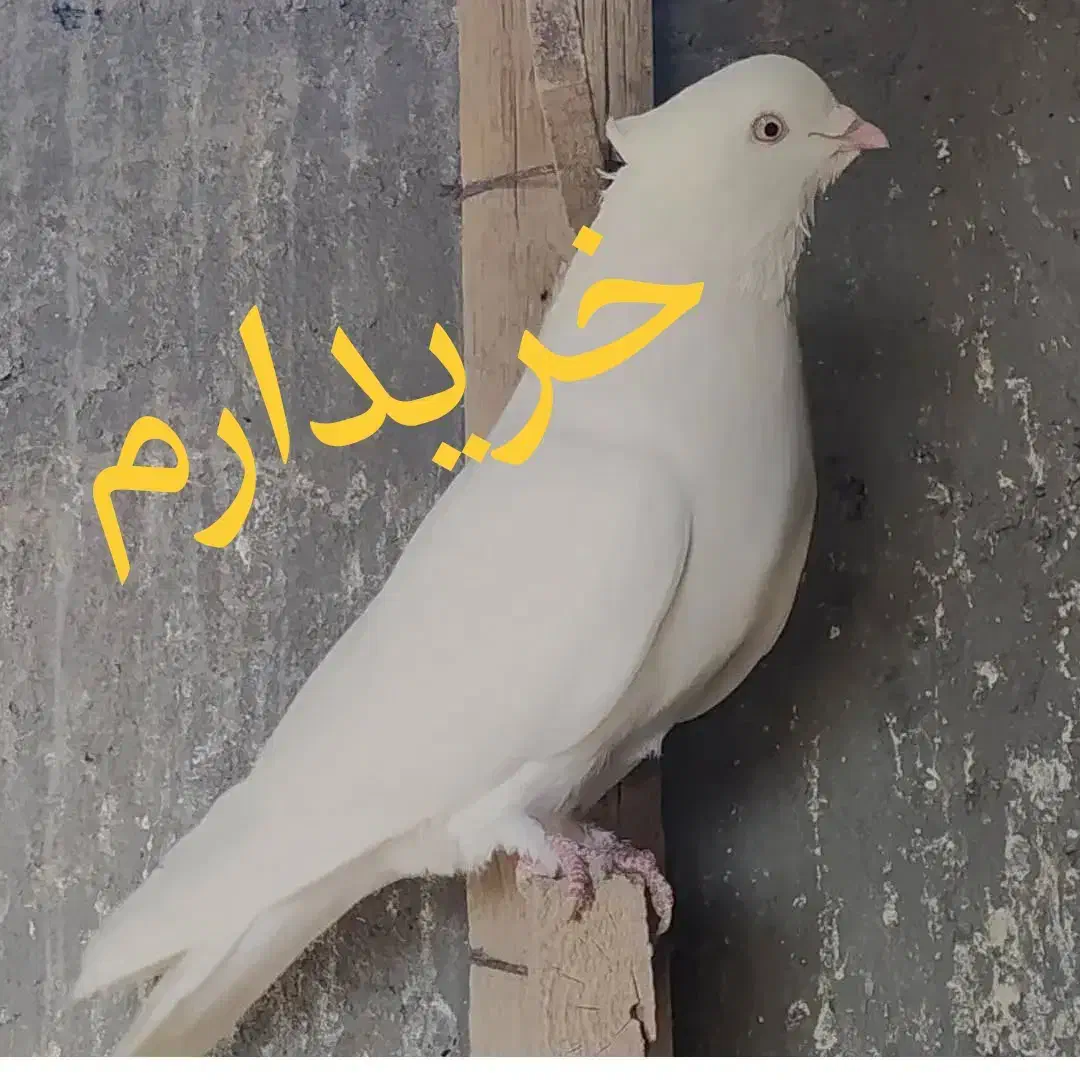 کفترسفیدنر اراکی و نر زرد و سرخ ماده دم سفید|پرنده|قم, نیروگاه|دیوار