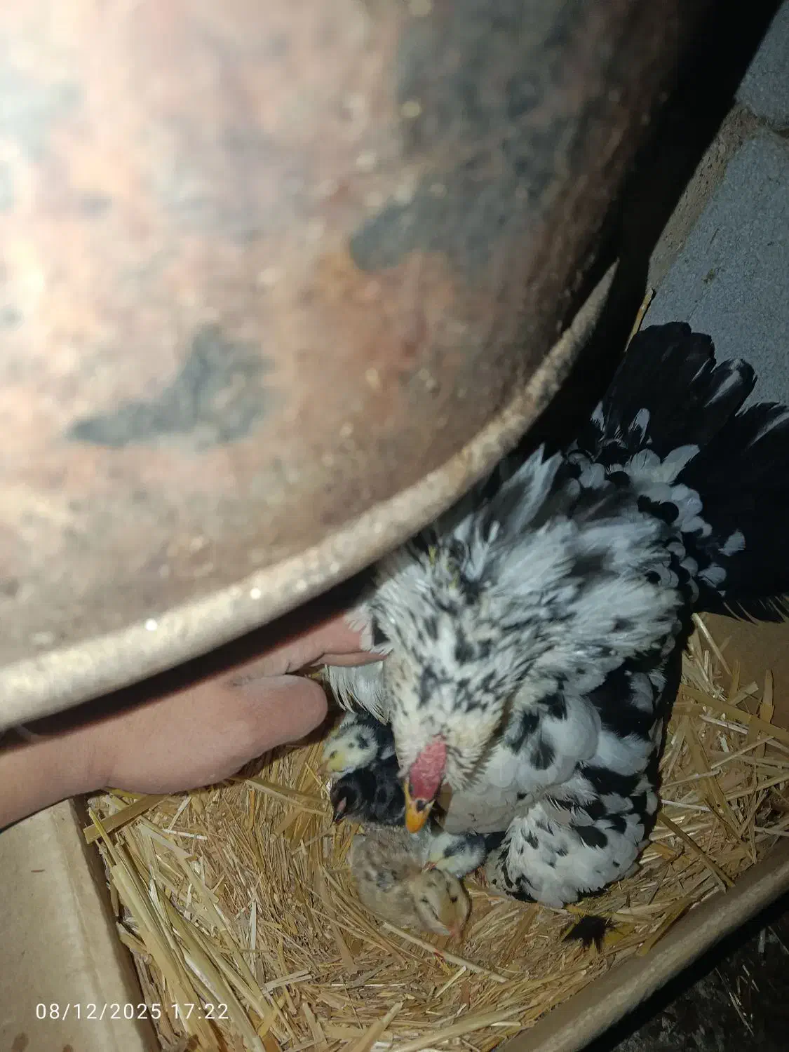 یک روزه گلین|حیوانات مزرعه|زرقان, |دیوار