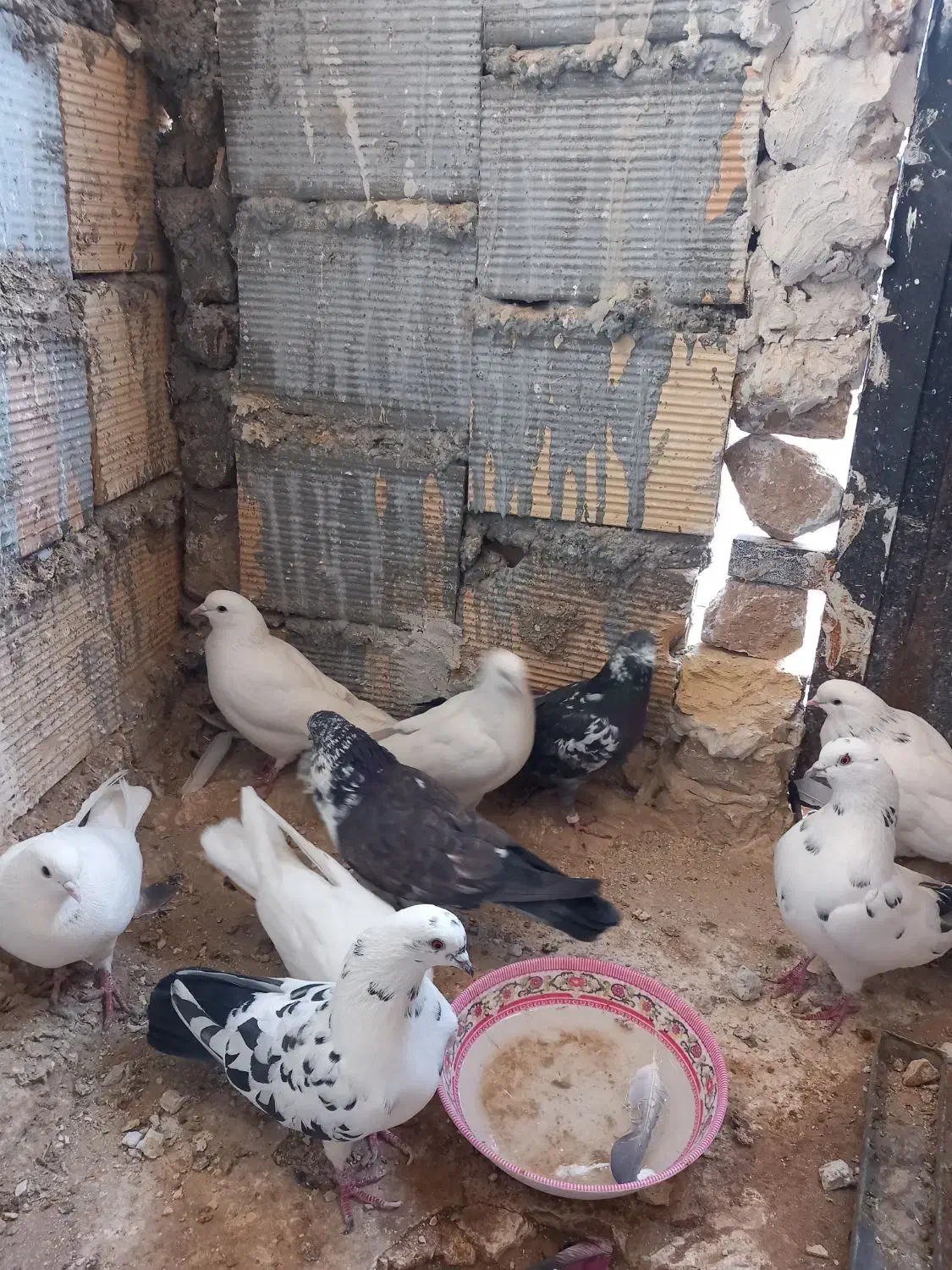 کبوتر فروشی|پرنده|شاهرود, |دیوار