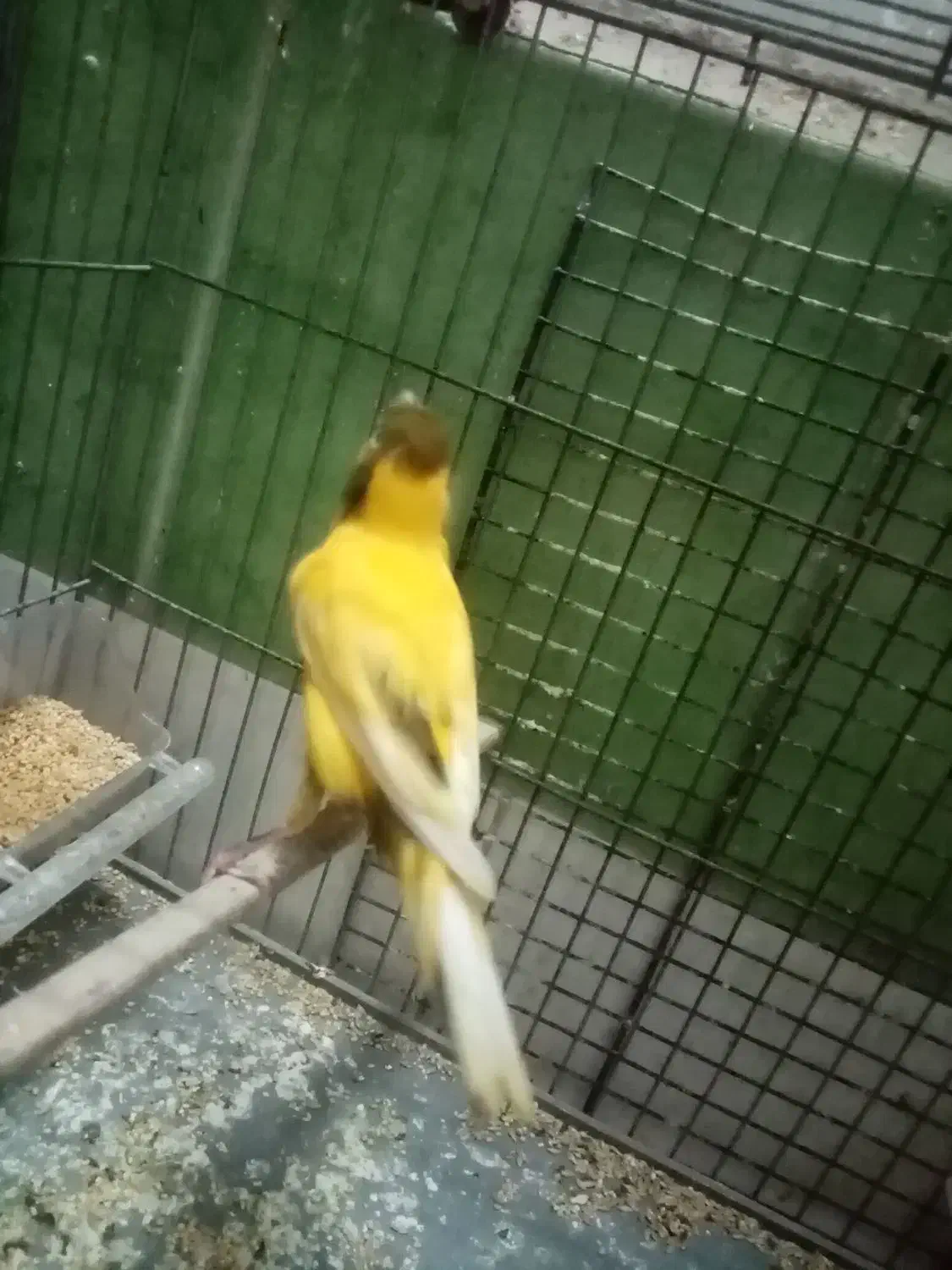 قناری|پرنده|قزوین, |دیوار