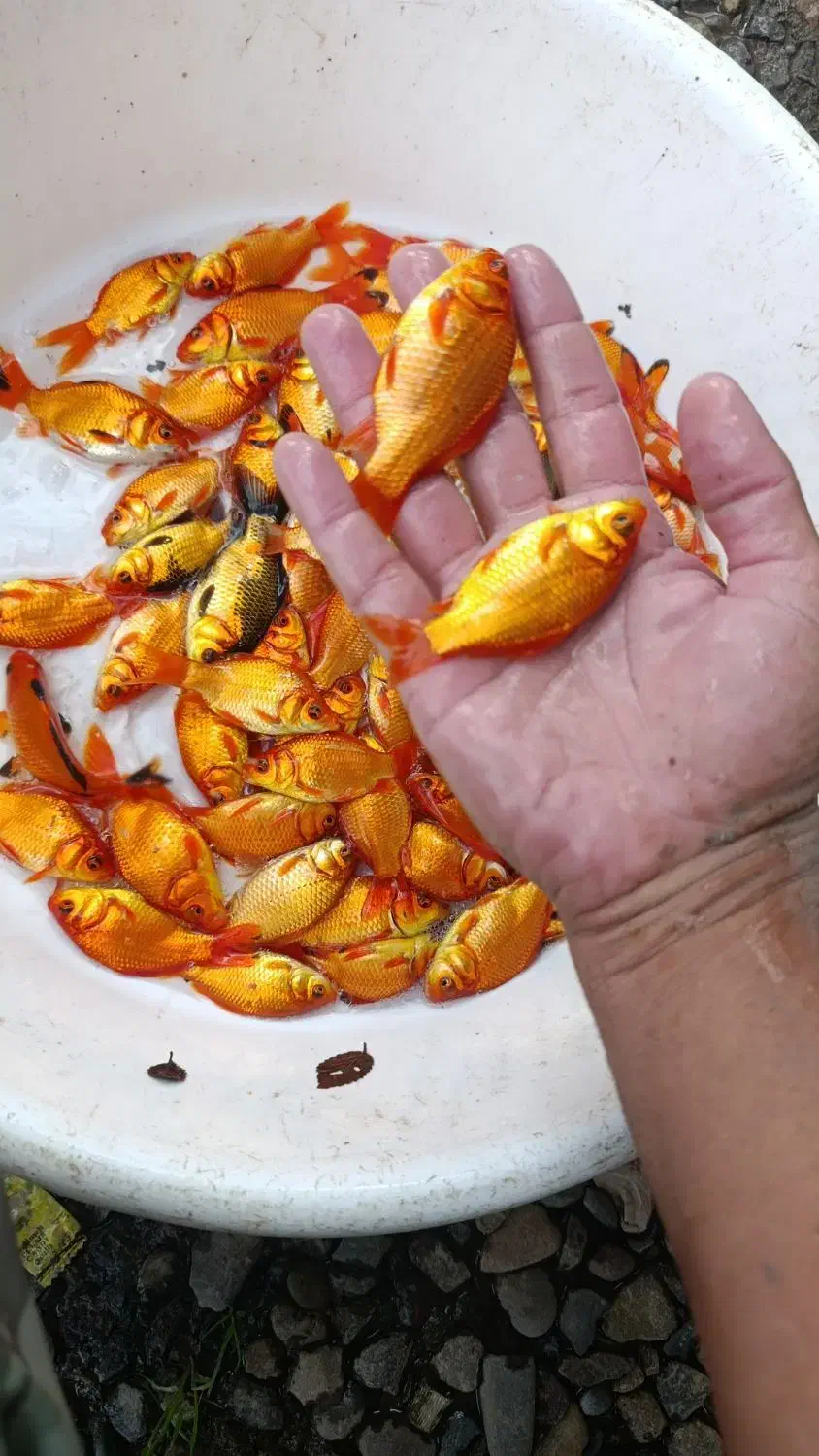 ماهی قرمز|ماهی|سنگر, |دیوار