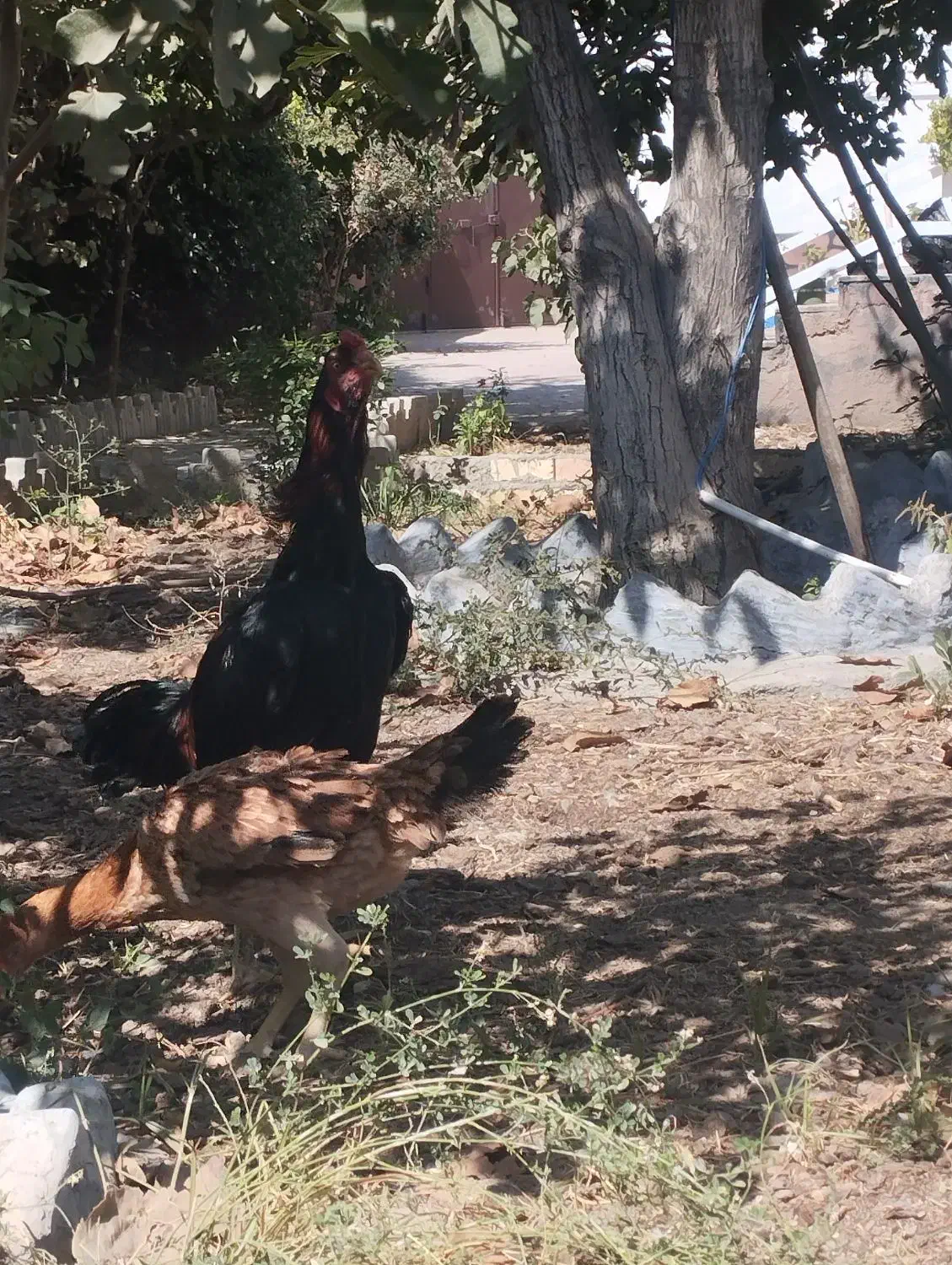 خروس اصیل لاری|حیوانات مزرعه|مشهد, امیرآباد|دیوار