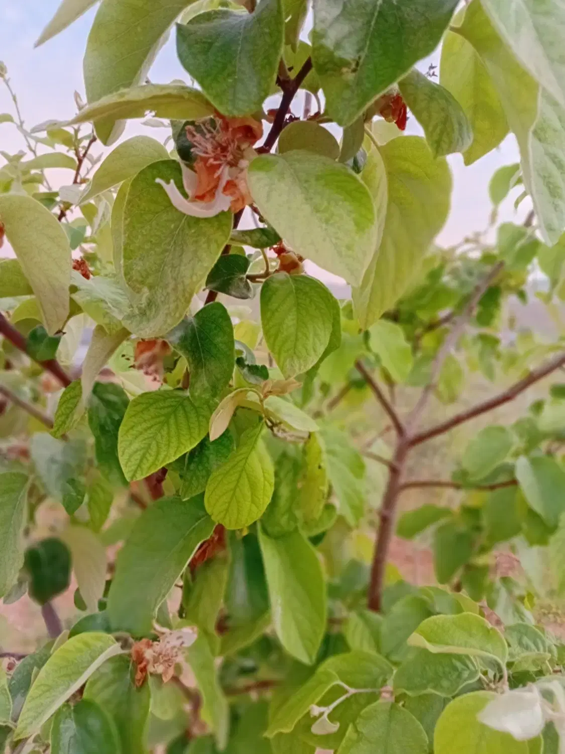 تصویر 5