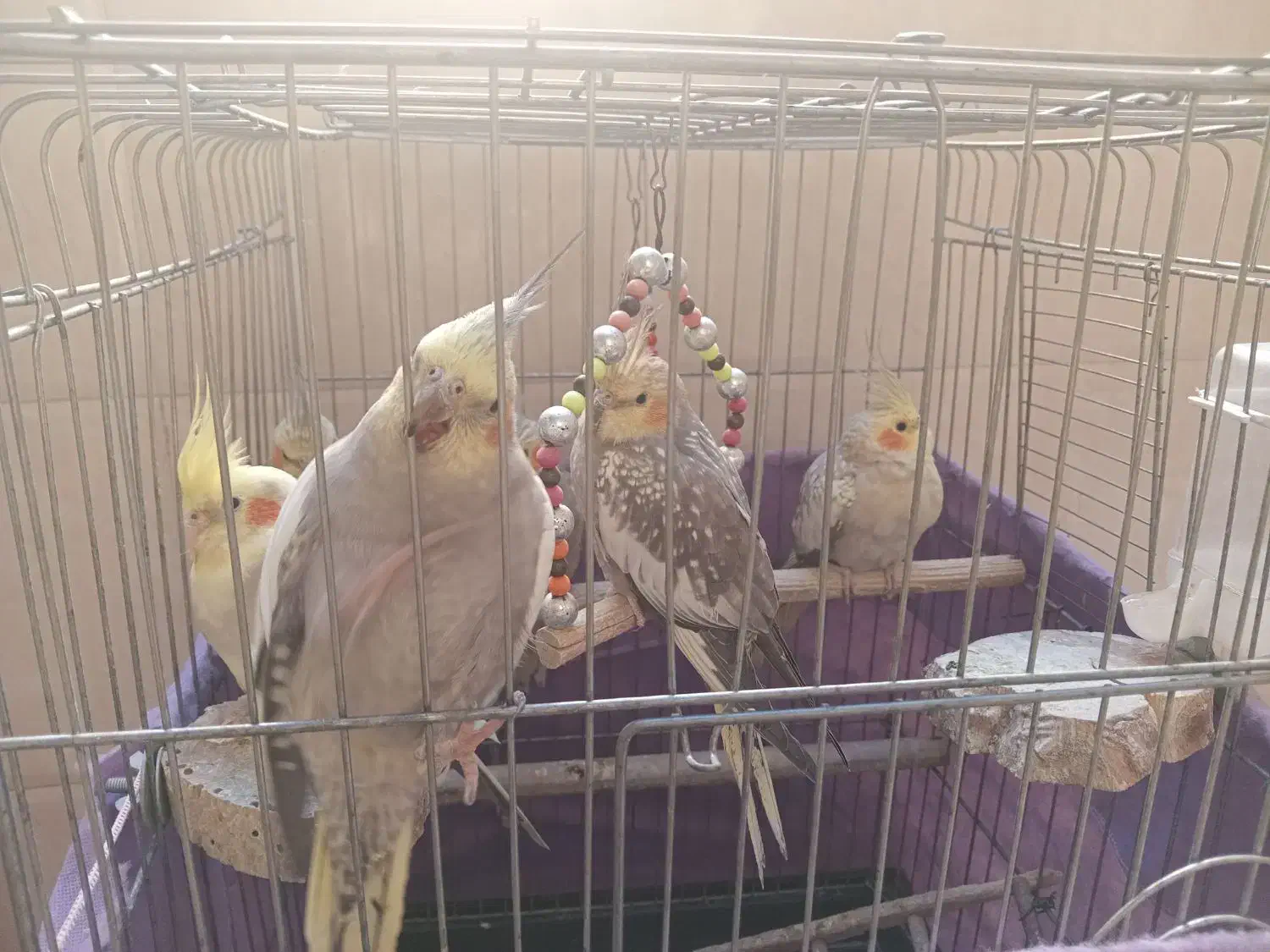 سهره3تا 4نیم و5تا عروس هلندی 3نیم|پرنده|شهریار, شهرک امیریه|دیوار