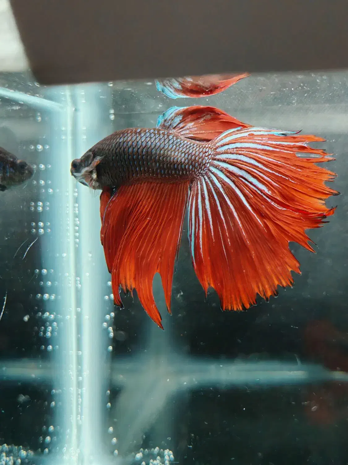 حراج ماهی فایتر ارزان|ماهی|اصفهان, ملک‌شهر|دیوار