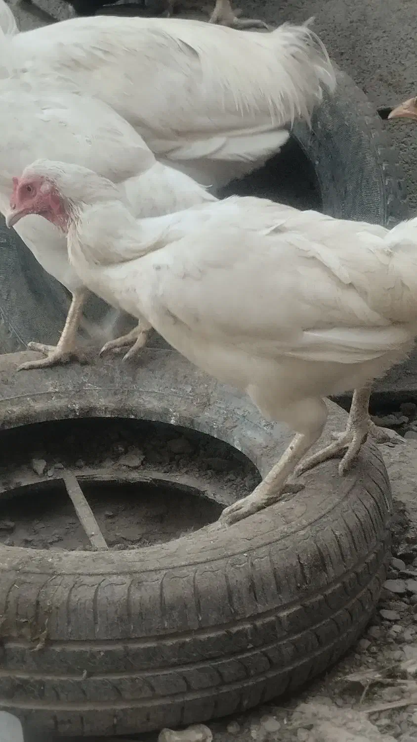 دوچرخه ۲۴|دوچرخه، اسکیت، اسکوتر|سراوان, |دیوار