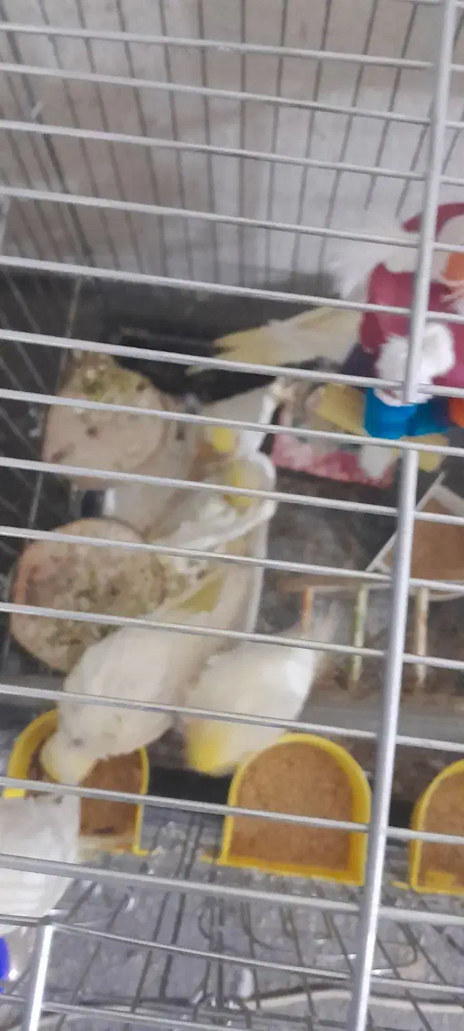 لوتینو دستی دو و سه ماهه|پرنده|تهران, والفجر (افسریه)|دیوار