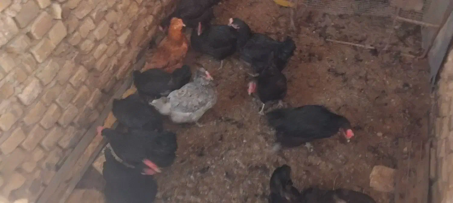 مرغ بومی سیاه|حیوانات مزرعه|عسگران, |دیوار