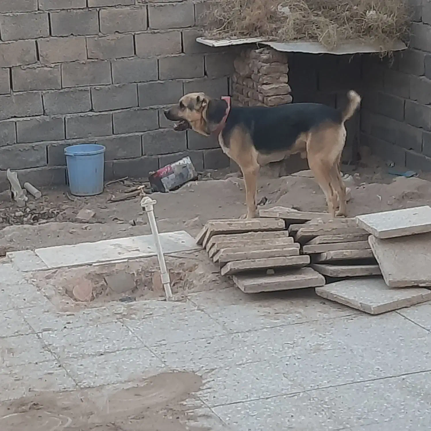 سگ افغان|سگ|زرند, |دیوار