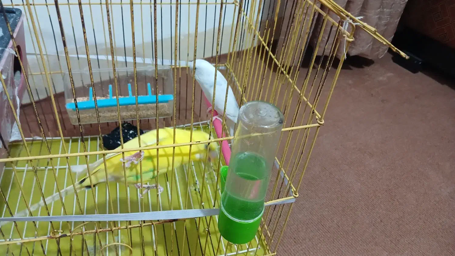 دوعدد مرغ عشق مست باقفس|پرنده|ایلام, |دیوار