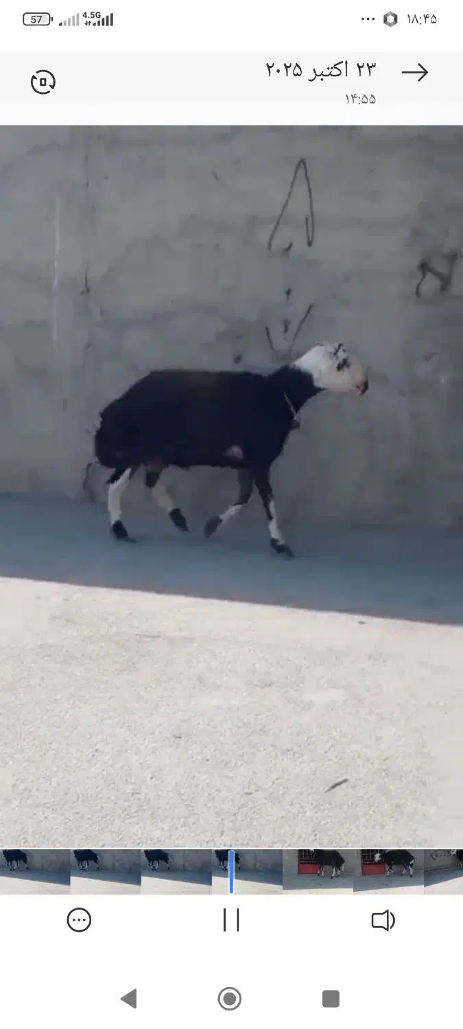 بره|حیوانات مزرعه|بروجرد, |دیوار