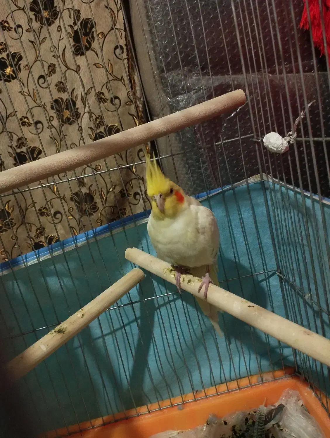 فروش عروس هلندی ماده تخم گذار|پرنده|یاسوج, |دیوار