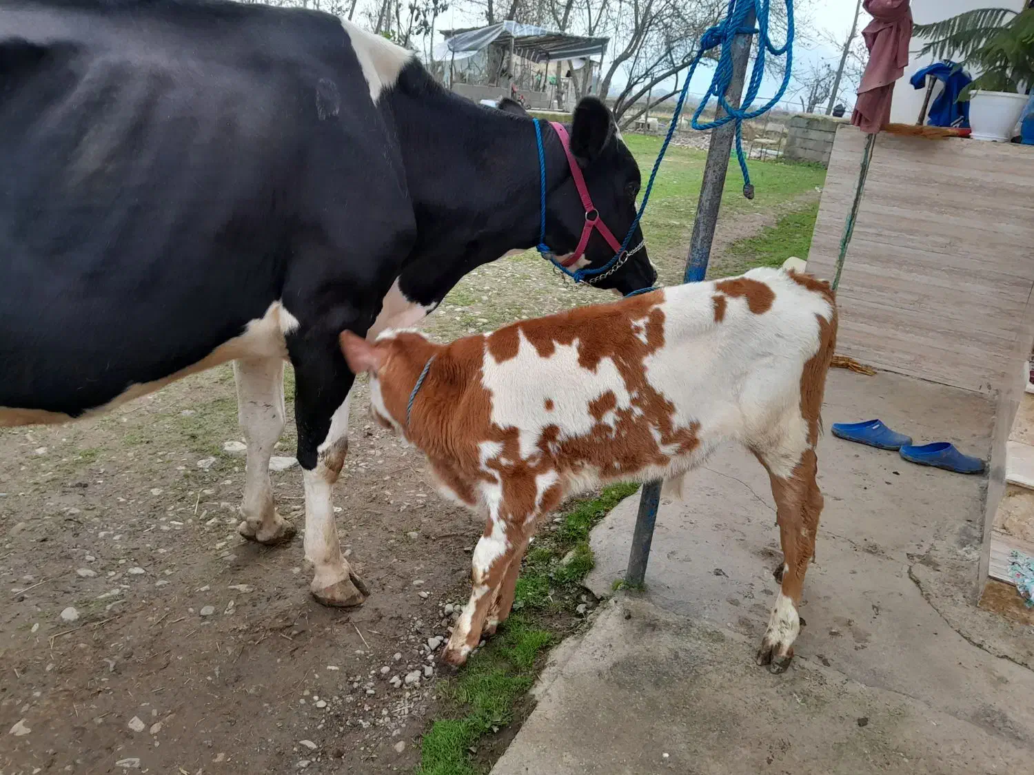 گاو دورگ جوان|حیوانات مزرعه|رشت, لاکان|دیوار