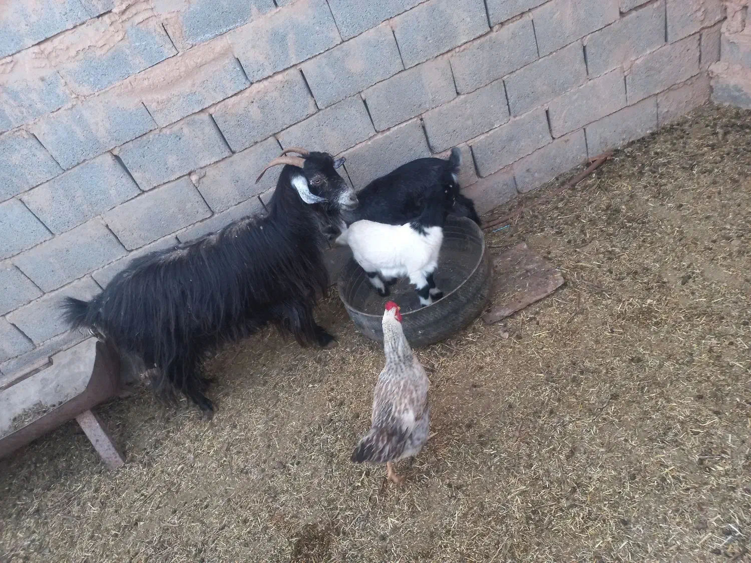 بز زاییده|حیوانات مزرعه|سده (خراسان جنوبی), |دیوار