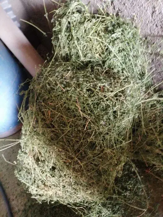 فروش یونجه خشک|لوازم جانبی حیوانات|شیروان (خراسان), |دیوار