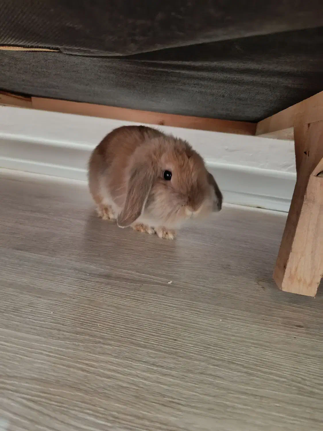 خرگوش لوپ|موش و خرگوش|اهواز, فاز ۱ پادادشهر|دیوار