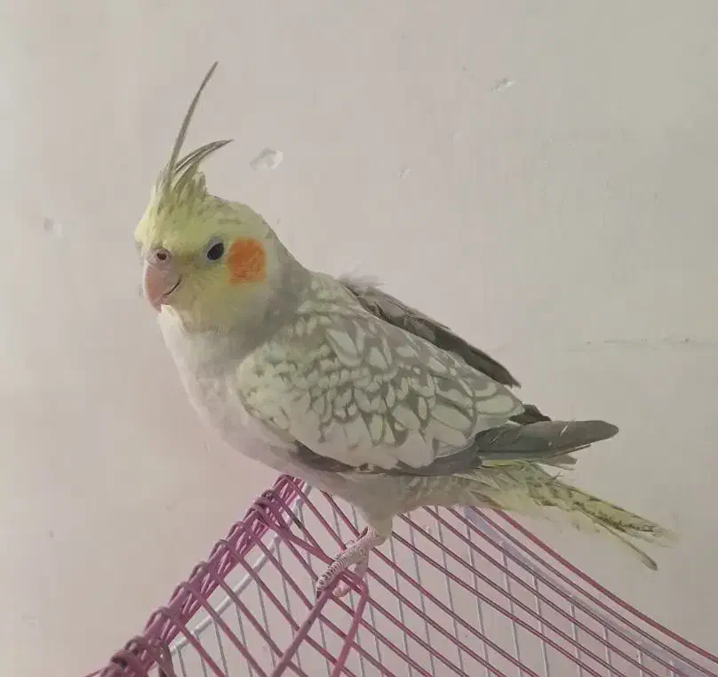 عروس هلندی نر معاوضه با کبوتر|پرنده|اصفهان, پوریای ولی|دیوار