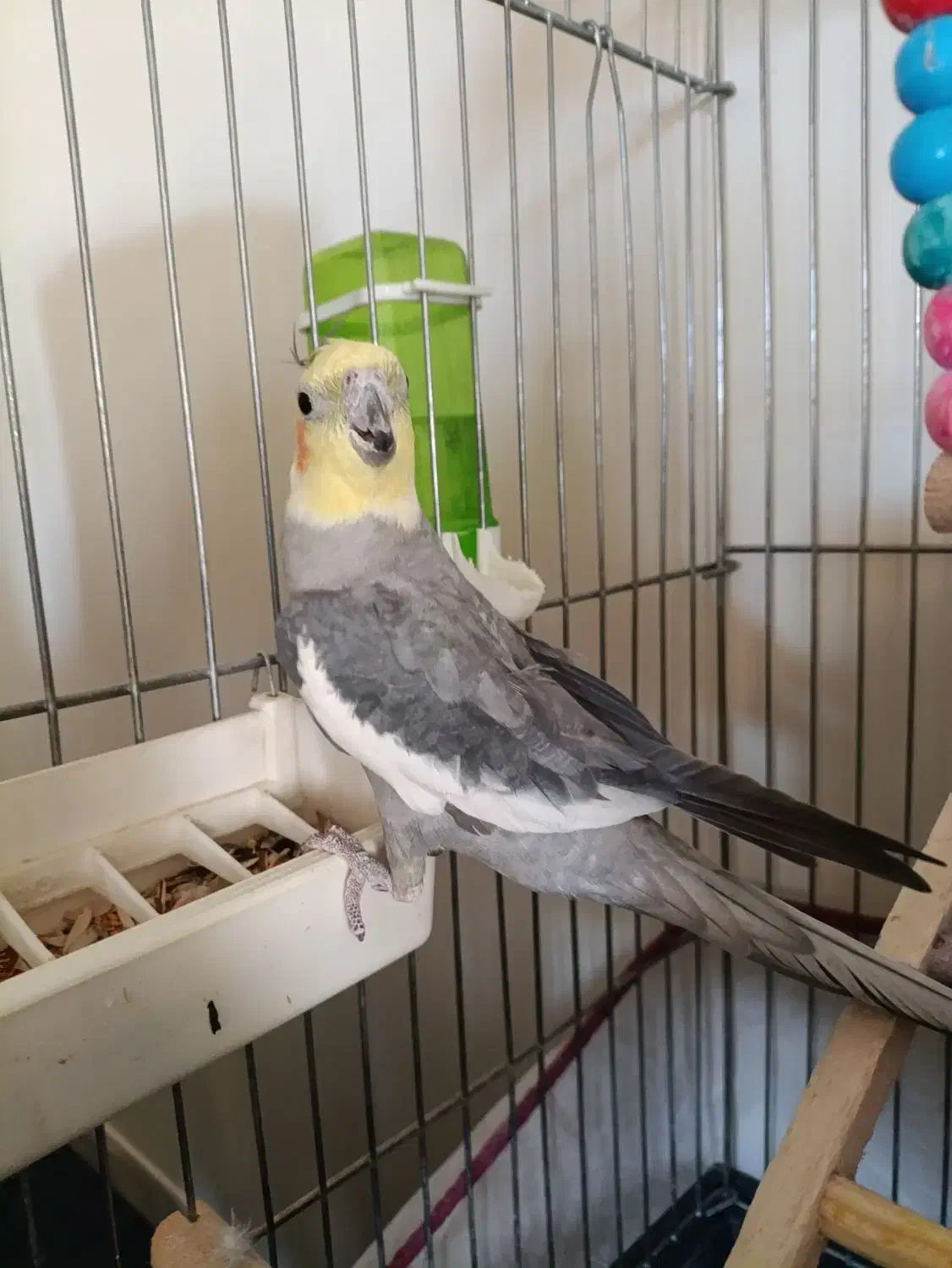 عروس هلندی|پرنده|بومهن, |دیوار