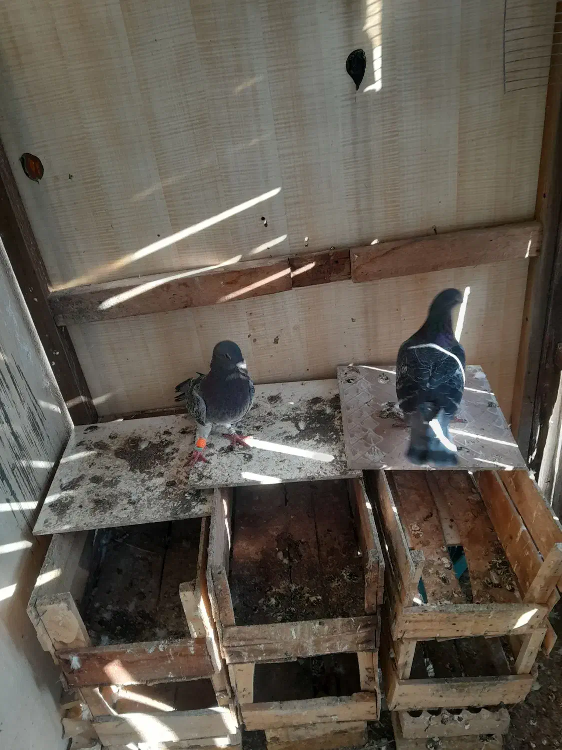 کبوتر|پرنده|بوشهر, |دیوار