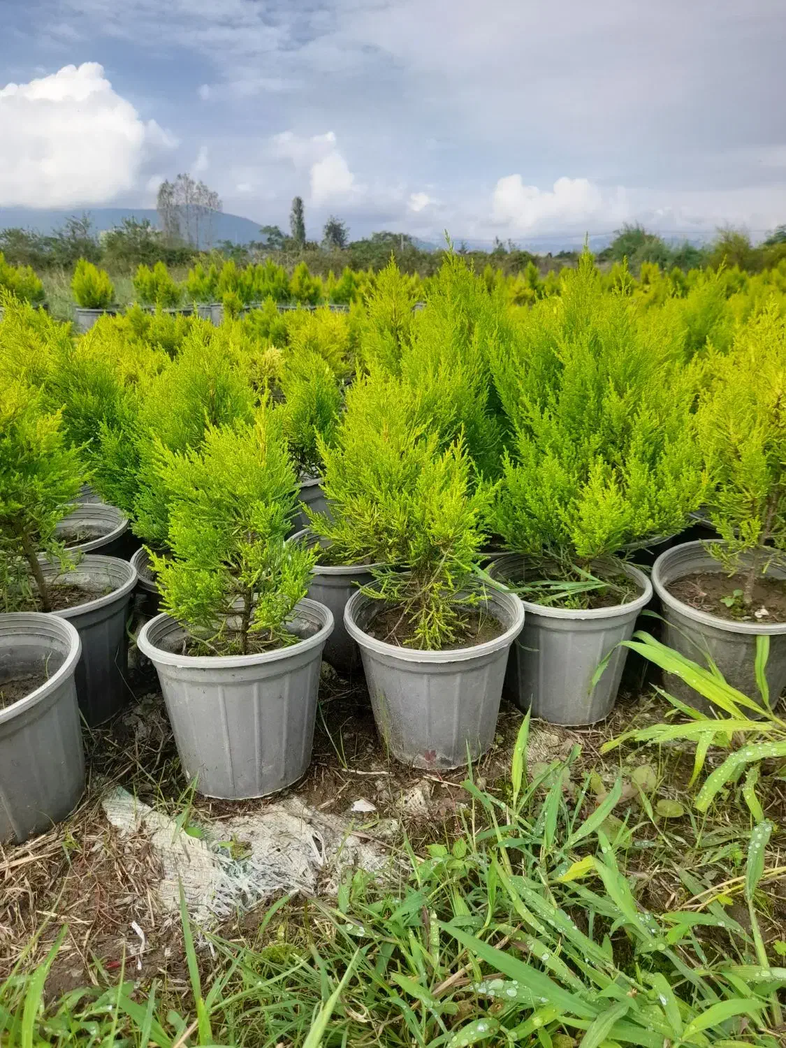 کاج لاوسون|گل و گیاه طبیعی|شیرود, |دیوار