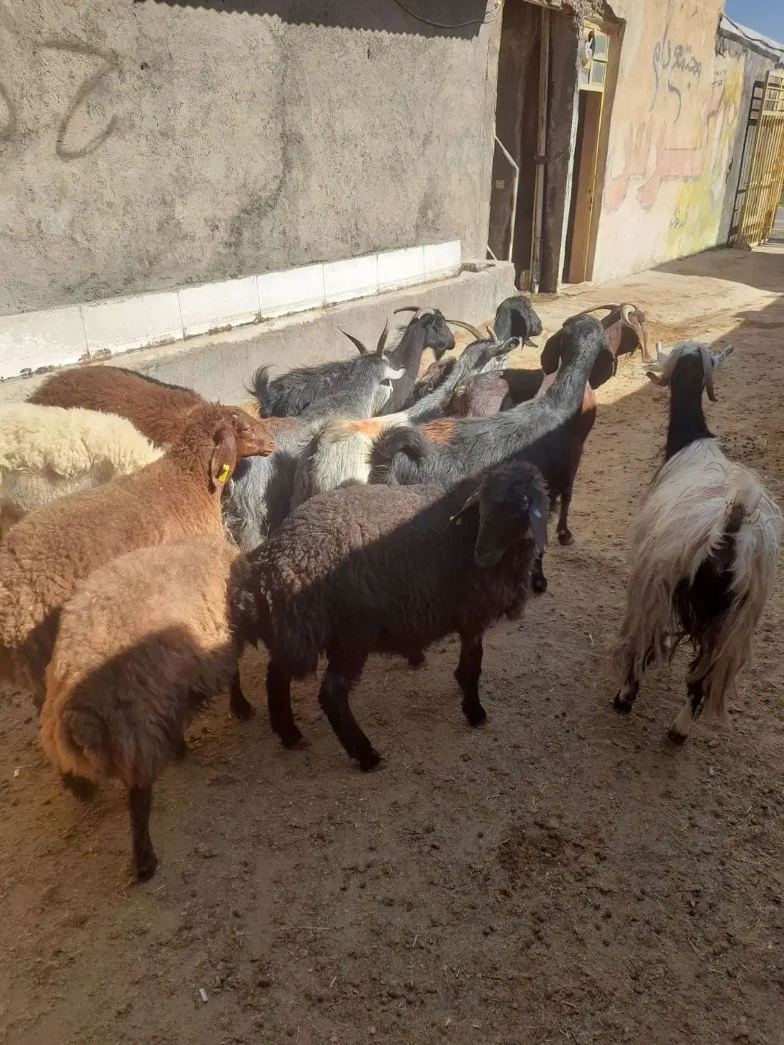7 راس بز جوان و 7 راس بره|حیوانات مزرعه|دورود, |دیوار