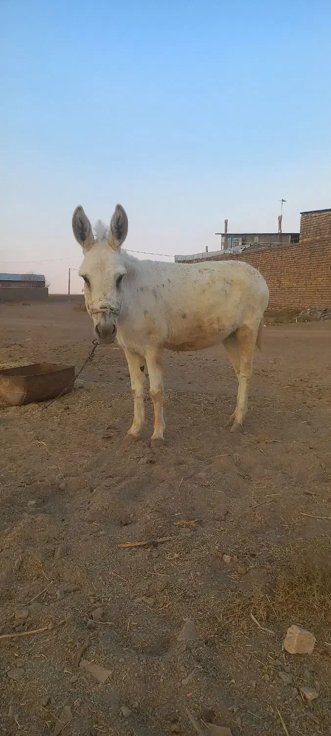 الاغ خر گله|حیوانات مزرعه|فرمهین, |دیوار