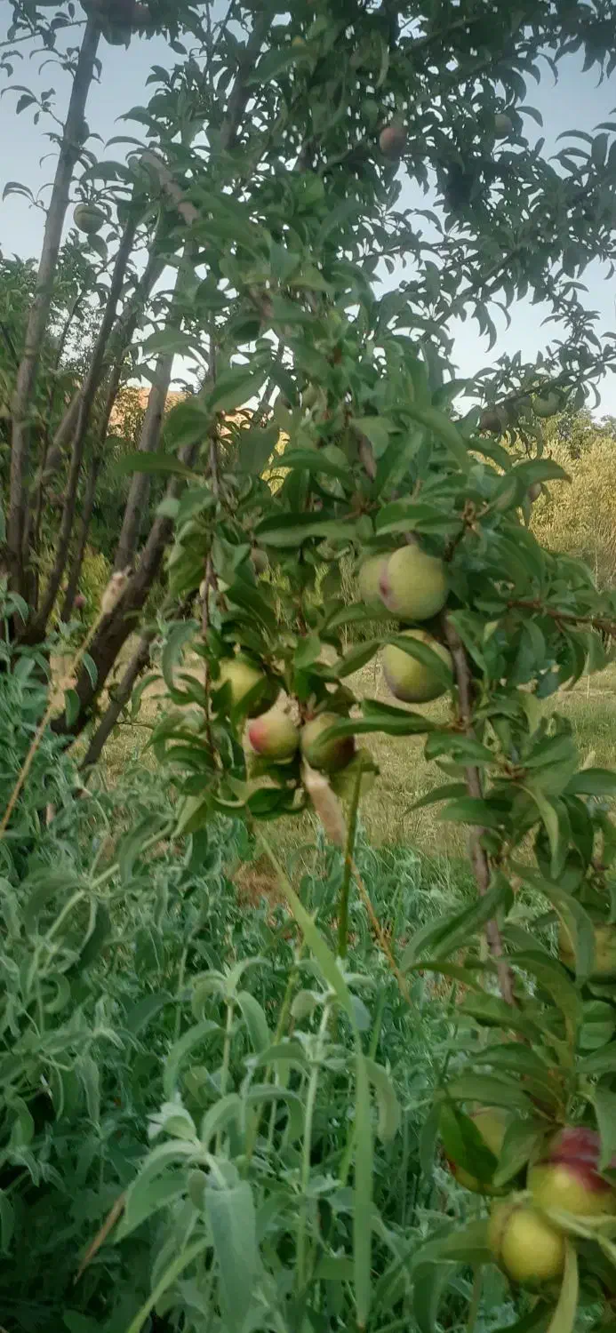 فروش باغ وزمین مزروعی|فروش زمین و ملک کلنگی|اشترینان, |دیوار