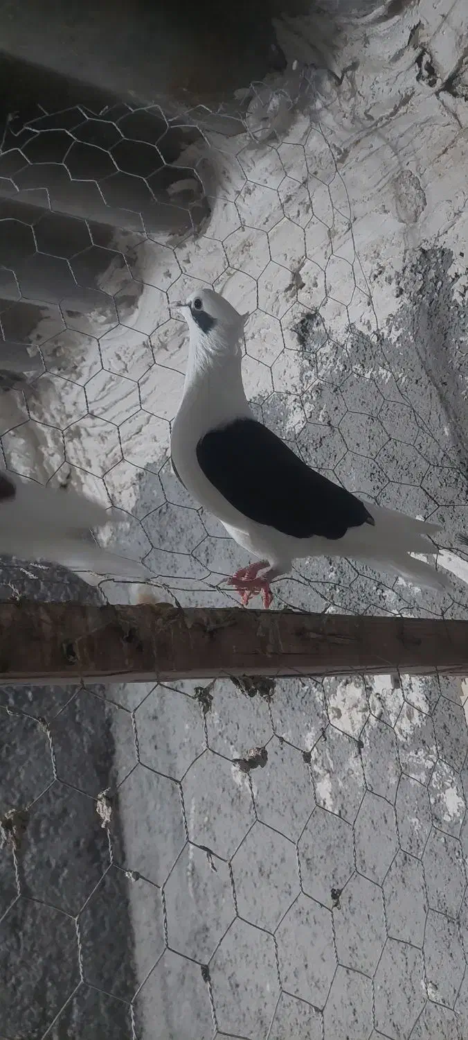 کبوتر رنگی|پرنده|کلاله, |دیوار