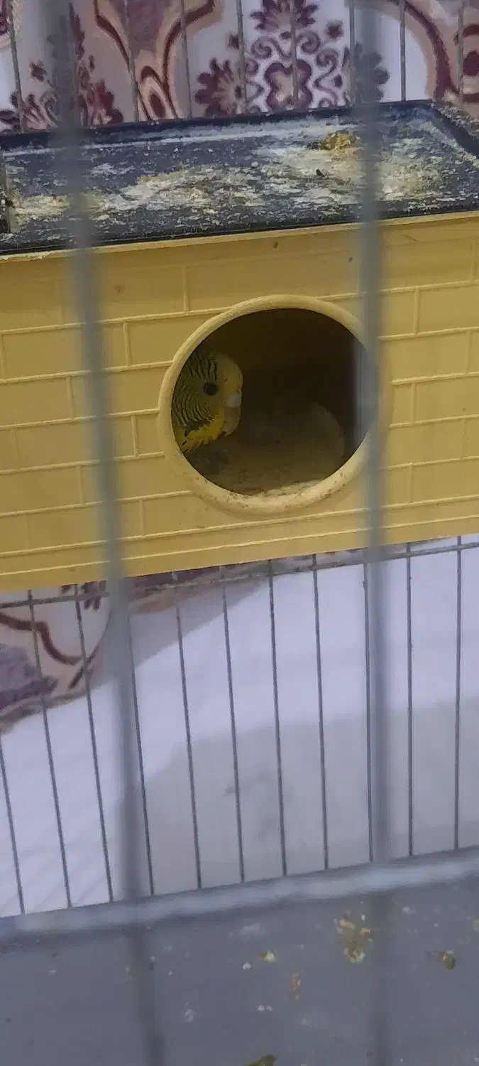 پرنده|پرنده|قرچک, باقرآباد|دیوار