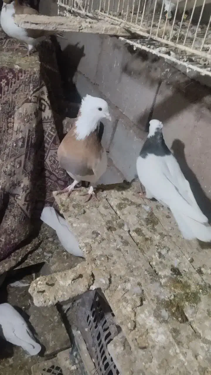 کفترطوقیجفتگاه|پرنده|سبزوار, شرق کال شمالی|دیوار