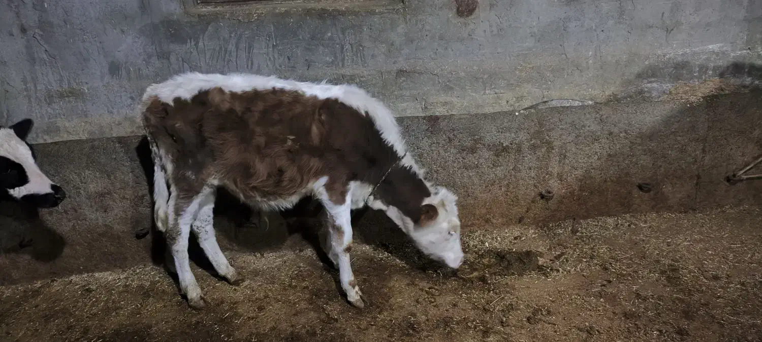 شش تا گوساله نر سیمتال|حیوانات مزرعه|لاجان, |دیوار