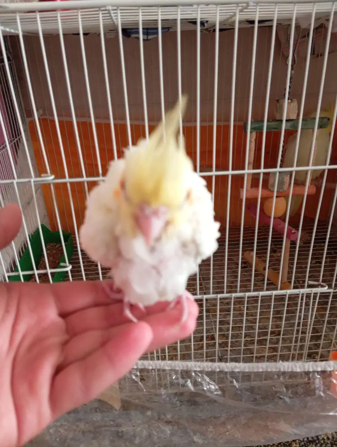 عروس هلندی لوتینو آلبینو|پرنده|تربتحیدریه, یحیی آباد|دیوار