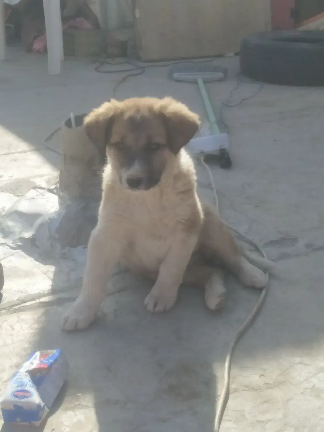 توله نر|سگ|زاهدان, |دیوار