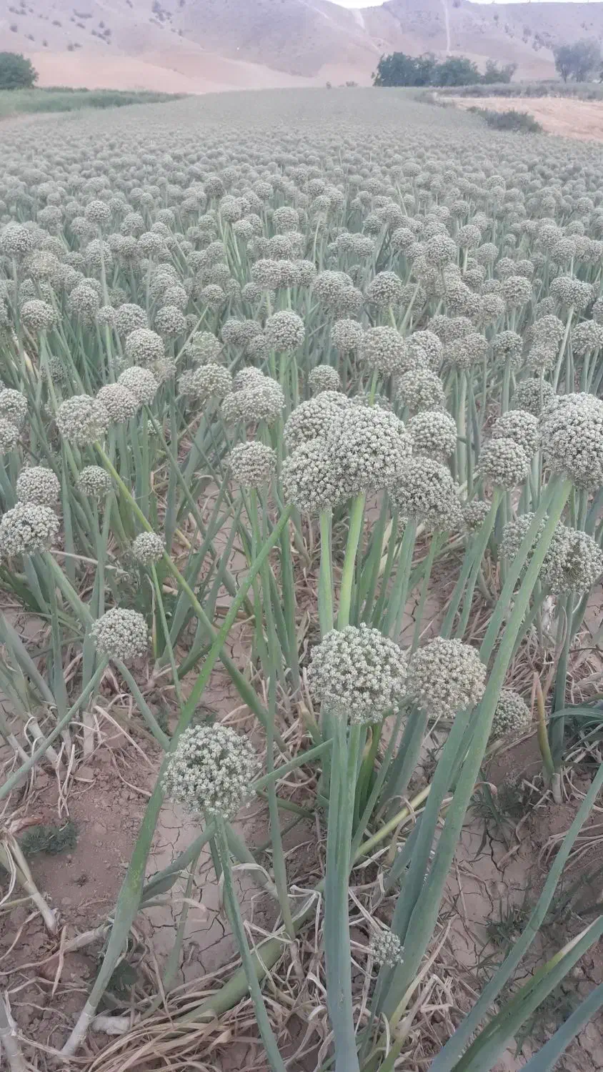 بذر پیاز فلات طلایی|خدمات باغبانی و درختکاری|آشخانه, |دیوار