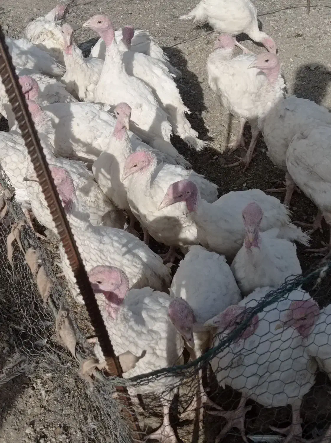 بوقلمون مشکی. قهوه ای سفید|حیوانات مزرعه|دماوند, دماوند|دیوار