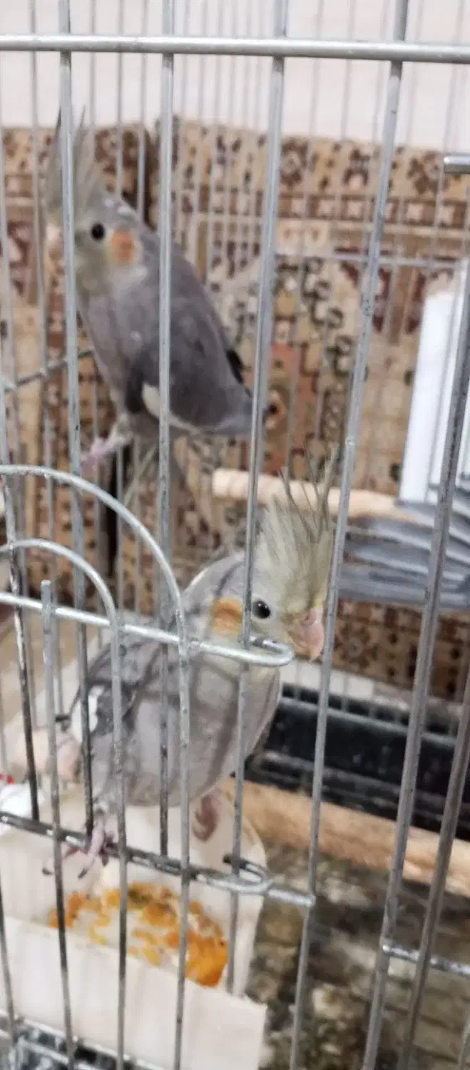 یک جفت عروس هلندی دو ماه|پرنده|دشتابی, |دیوار