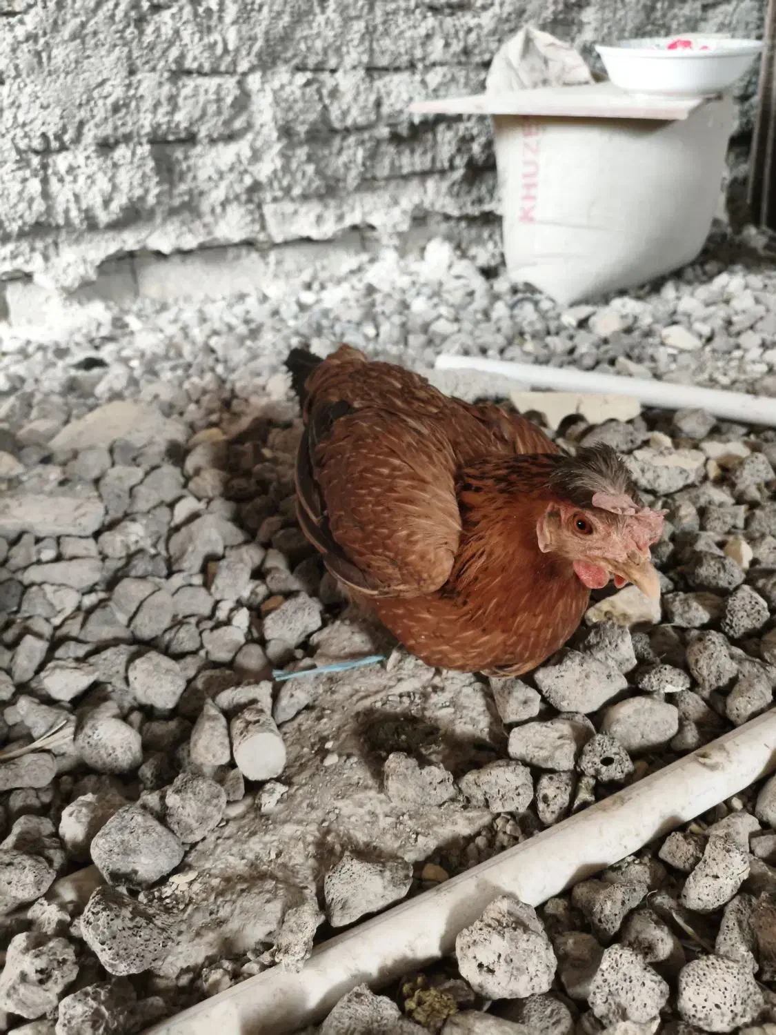 دو عدد مرغ در حمیدیه|حیوانات مزرعه|حمیدیه, |دیوار