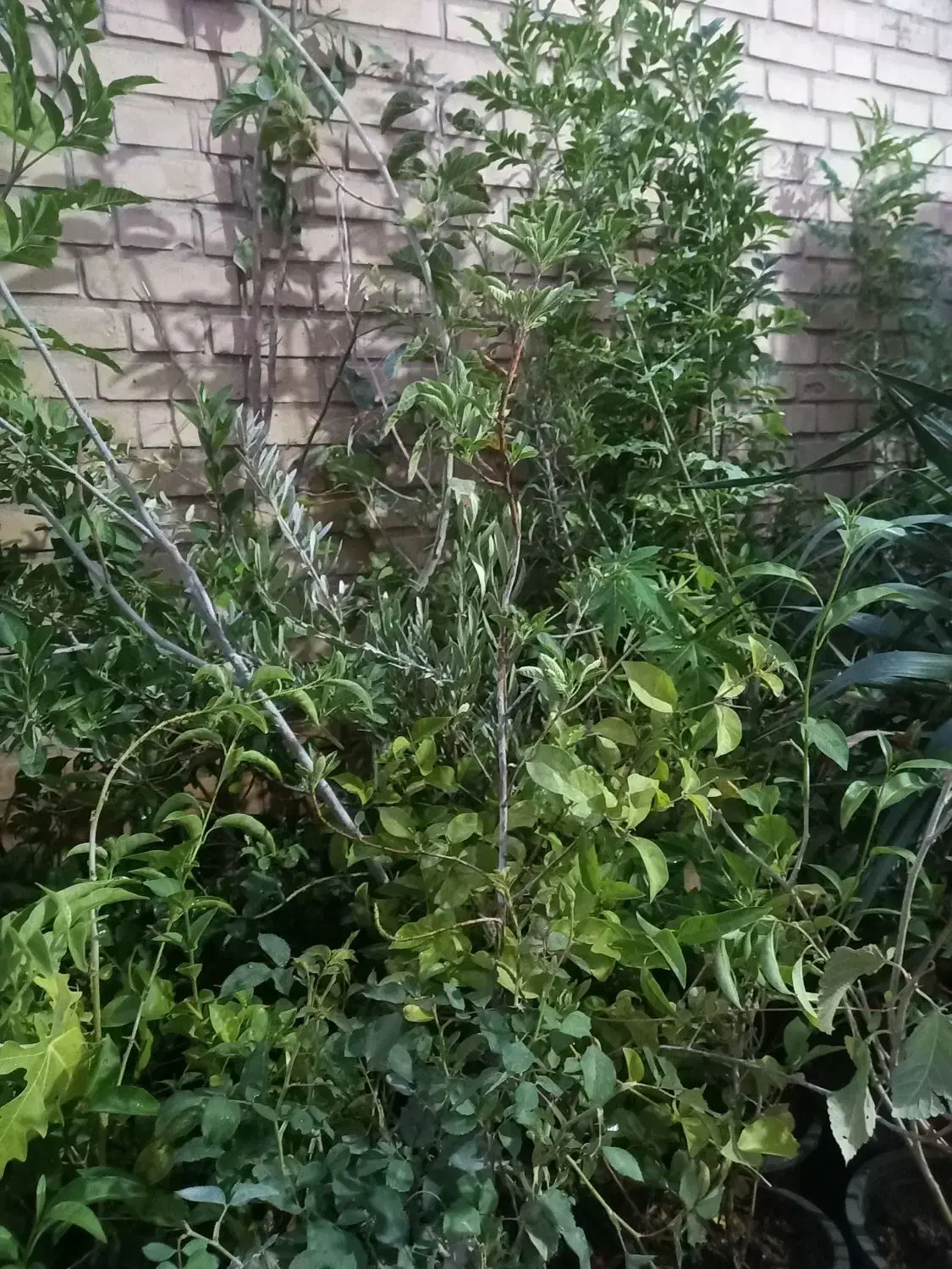 فروش درخت و انواع گل|خدمات باغبانی و درختکاری|اهواز, نادری|دیوار