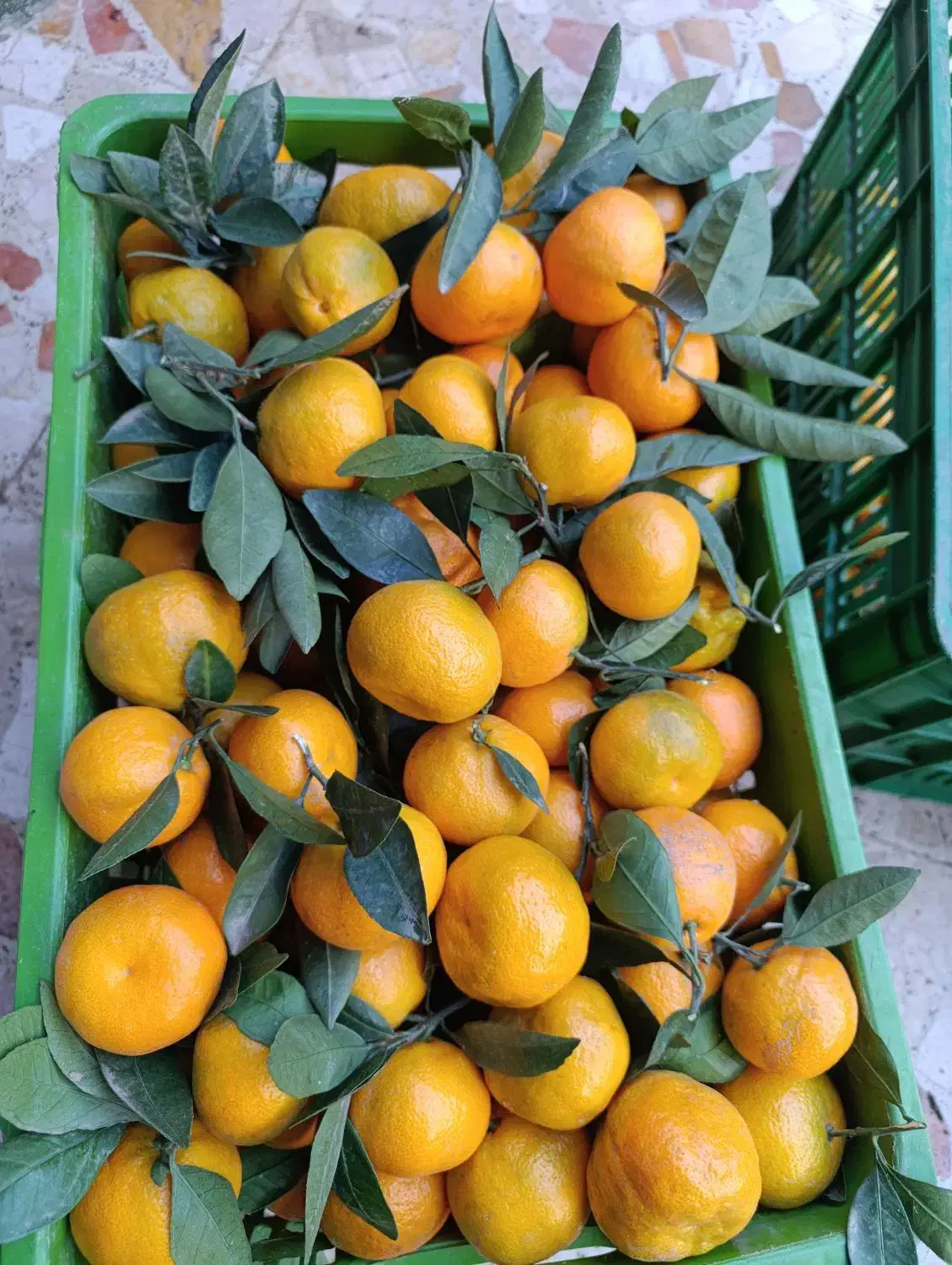 فروش نارنگی وپرتقال تازه چین وشیرین به مقدار محدود|خوردنی و آشامیدنی|واجارگاه, |دیوار