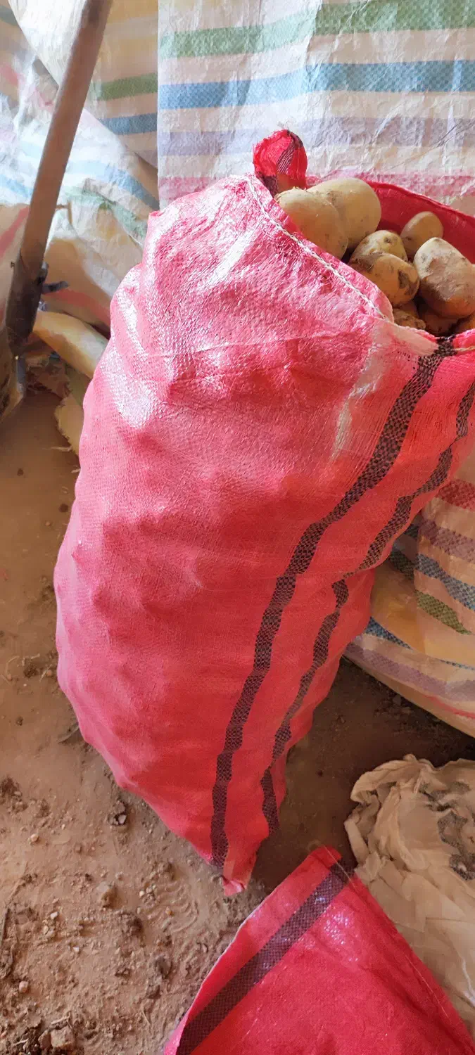 سیبزمینی کاملا ارگانیک|خوردنی و آشامیدنی|کامیاران, |دیوار