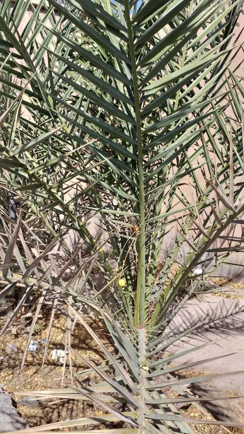 درخت خرما مضافتی|گل و گیاه طبیعی|نرماشیر, |دیوار