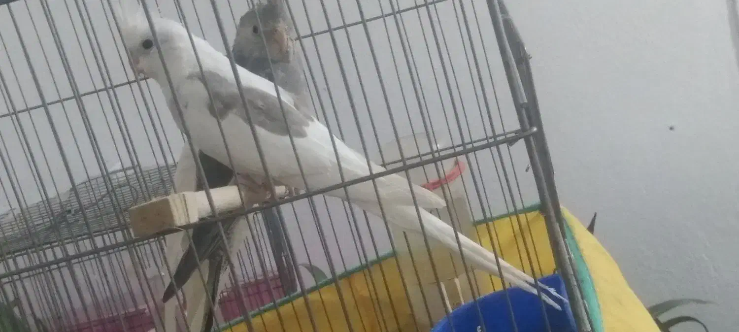 دو عدد عروس هلندی|پرنده|جوانرود, |دیوار