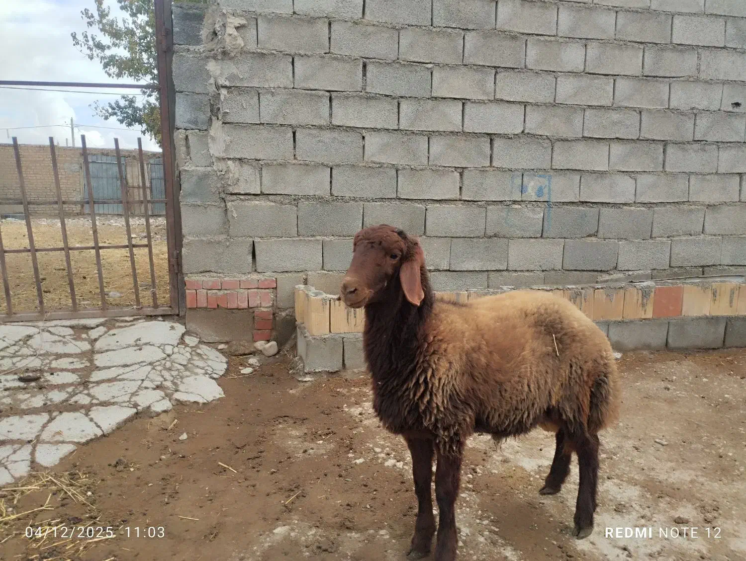 «بره قوچ هترو»|حیوانات مزرعه|بجنورد, |دیوار
