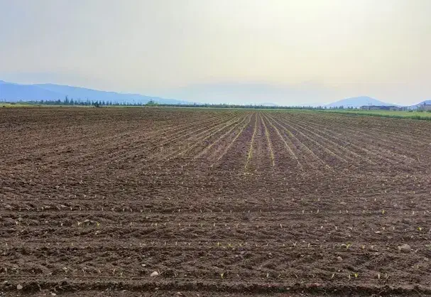 زمین گلخانه|فروش زمین و ملک کلنگی|تیران, |دیوار