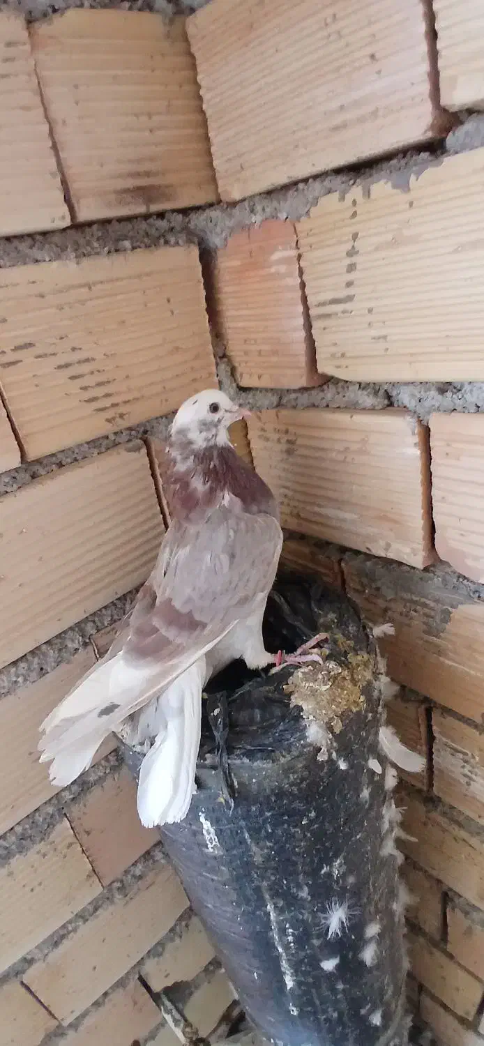 کبوتر پرشی|پرنده|بدره, |دیوار