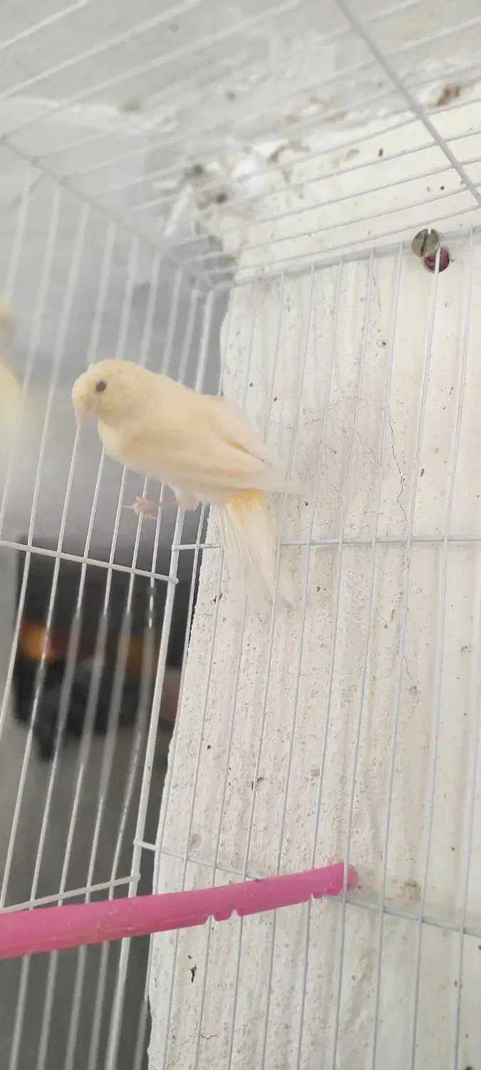 قناری زیبا و سرحال|پرنده|مشهد, گلبرگ شمالی|دیوار